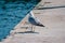 A seagull on the waterfront stands on the edge of the pier.