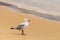Seagull on Watson bay sandy coastline, Sydney, NSW Australia