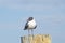Seagull on weathered post