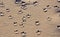 Seagull webbed foot print (tracks) on sand