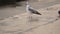 Seagull on a wet concrete embankment