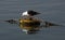 Seagull at Weymouth looking at its own reflection