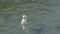 Seagull with white and light grey feathers floating on waves and shaking head