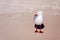 Seagull On White Silica Sand Beach In Whitsundays Australia