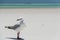 Seagull at Whitehaven Beach I