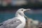 Seagull with a wide opened beak