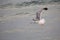 Seagull with wide wings flies free over the ocean