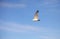 seagull with wide wingspan flies up in the blue sky with some wh