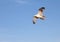 Seagull with wide wingspan flies up freely in the sky in summer