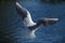 Seagull: Wing Flow