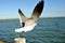Seagull wings
