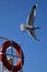 Seagull wings wide open through beautiful sky