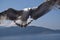 Seagull wings wide open through beautiful sky