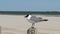 Seagull on wood post at the ocean in Port Aransas, Texas on a sunny day