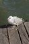 Seagull on the wooden deck