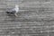 Seagull on wooden deck