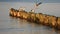 Seagull And Wooden Groynes On Baltic seaside