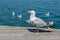 Seagull at a wooden pier in harbor of Barcelona