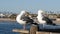 Seagull on wooden pier railings. Bird close up in Oceanside. California. Beachfront houses.