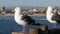 Seagull on wooden pier railings. Bird close up in Oceanside. California. Beachfront houses.