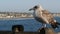 Seagull on wooden pier railings. Bird close up in Oceanside. California. Beachfront houses.