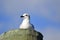 Seagull on wooden piling