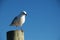 Seagull on a wooden pillar with left leg in front