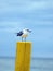 Seagull on a wooden place