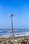 Seagull on wooden stick