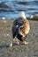 Seagull with Wounded Wing