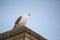 Seagull on Yaquina Head Lighthouse