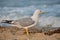 Seagull. Yellow-legged gull on the Black Sea coast