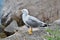 Seagull. Yellow-legged gull on the Black Sea coast