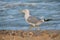 Seagull. Yellow-legged gull on the Black Sea coast