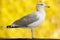 Seagull Yellow Nature Animal Bird