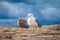 Seagull with young bird