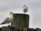 Seagulls afternoon view ferry dock