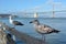 Seagulls against Oakland Bay Bridge