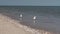 Seagulls against sea shore. Close up view of white bird seagull sitting by the beach.