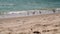 Seagulls against sea shore. Close up view of white bird seagull sitting by the beach.