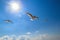 Seagulls against a sky and white clouds