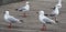 Seagulls along the Boardwalk