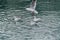 Seagulls in ancient harbour in Genoa