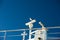 Seagulls as a deck passangers on a ferry to Thassos island