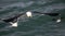 Seagulls attentive to the fish in the shark alley in the Atlantic Ocean in Gansbaai South Africa