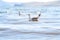 SeagullS on the Baikal Lake