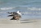 Seagulls on the bank of the ocean