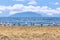 Seagulls on the beach.