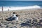 Seagulls on the beach