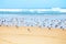 Seagulls at the beach at the atlantic ocean